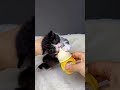 #29 Cute Cat videos 🐱❤️🤣 #funny #moments #reels