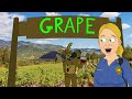 SpringTrap Grape Explained