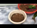 Night Blooming Cereus Propagation in Sand by Leaf Cuttings