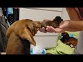 Mini dachshund meets his puppies for the first time