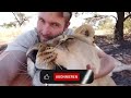 Wild lioness recognizes man who saved her life years ago