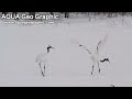 タンチョウの舞い Japanese Crane Dance ( Shot on RED EPIC High-speed )