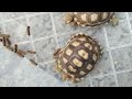process of making friends with tortoises