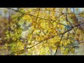 Очаровательный осенний лес с мелодичным звуком фортепиано🍁 осенняя атмосфера 🍂 осень для влюбленных