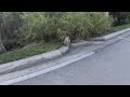 Monkeys Filmed In The Wild In Dania Beach, Florida