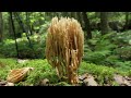 Waterfalls of Western Mass