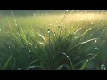 Dew on grass - VirtueXII