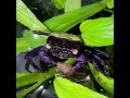 vampire crab: eats cherry shrimp.