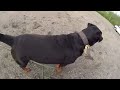 rottweiler bear test