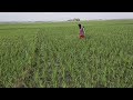 Longping Rice Variety: LP2096 19DAT Herbicide & insecticide Application#buhaymagsasaka #farming
