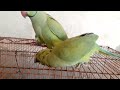 Mitthii and Mitthu dancing parrot 🦜 || so innocent voice of parrot 🦜 😍 || speaks in Urdu&Hindi