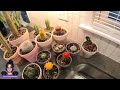 Non-Chatty Plant Chores | Relaxing Music ☕️ as I Water my Cactus 🌵 and More!