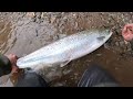 A spring Salmon from the Wye on a fly!