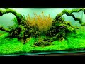 300 liter Takashi amano inspire aquascape, 3 weeks old