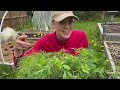 Planting Carrots and Dahlias, Pinching Cosmos and Wintersowing Container Update.