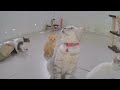 Funniest Cats and Dogs Videos 🤣 Funny Animal Videos 2024 😅