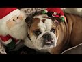 Why You’ll Adore Adam Sandler’s Bulldogs!