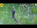 Amazon 4K - Relaxing music with the best birdsong in the world