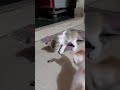 Kittens and Mom Playing With Cockroach 🪳🪳🐈🐈