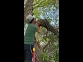 cutting down a pretty big branch