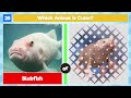 Which Animal is Cuter?