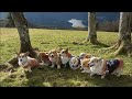 コーギーのゆき＆ゆめ、友達と南アルプスの入り口の牧草地で走る！Corgi grazing on pasture