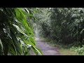 Rain Sound 1 Hour, The Sounds of Rain Meditation, Autogenc Training, Deep Sleep, Relaxing ASMR Sound