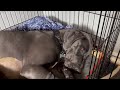 Ellie Our Great Dane. Things DID NOT GO AS EXPECTED! They WENT WAY WRONG!
