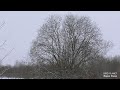 Серые куропатки в городе. Gray partridges in the city.