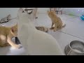 When Cats Are So Silly 😹 I will die laughing 🐈 Best Funny Cats Videos 2024 😍