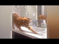 😅 Try Not To Laugh Dogs And Cats 😂 Funny Videos Compilation 🤣