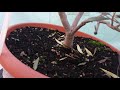 Structural Pruning for an Olive Bonsai Tree