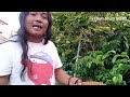 Waktu yang tepat brongsong/bungkus jambu air menghindari lalat buah