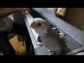 Bird singing Totoro