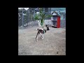🐱🐈 So Funny! Funniest Cats and Dogs 🐈😆 Funny Animal Videos 2024 # 25