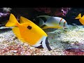 The Ocean 4K (ULTRA HD) - Rare & Colorful Sea Life Video With Healing Music.