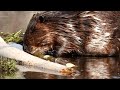 Beaver Couple Eating among a Chorus of Frogs (Nature ASMR at Elk Island National Park)