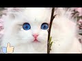 SEMUA TENTANG KUCING RAGDOLL