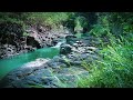 Eliminate Stress & Insomnia to Fall Asleep with River Sounds in the Forest, Relax