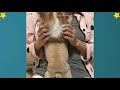 Chihuahua - Cute And Funny Chihuahuas Video Compilation