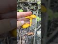 Jack O Lantern Mushroom posing as a Chanterelle