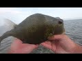 Buffalo Trunkfish Caught On A Jig While Flats Fishing In The Florida Keys