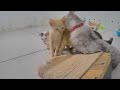😆 Funniest Cats and Dogs 🐱 Best Funny Videos compilation Of The Month 🙀