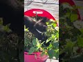 German Shepherd Dog Plays With Kittens in a Pool #cat #germanshepherd #kitten