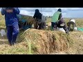 THE RICE HARVEST SEASON IN THE VILLAGE IS MISSED BY FARMERS