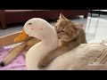 Funny duck is conquered by the kitten! The kitten wants to eat the duck😂? Funny and cute animals