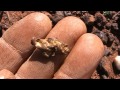 Metal Detecting for Gold Nuggets in WA 2014 (pt 4)