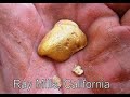 Natural Gold Nuggets! Metal Detector Gold Nuggetshooting Finds