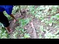 Tatay Planting Bananas# Maria Ansay Vlog