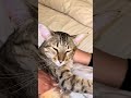 Pushkin the Savannah Cat in Ecstasy